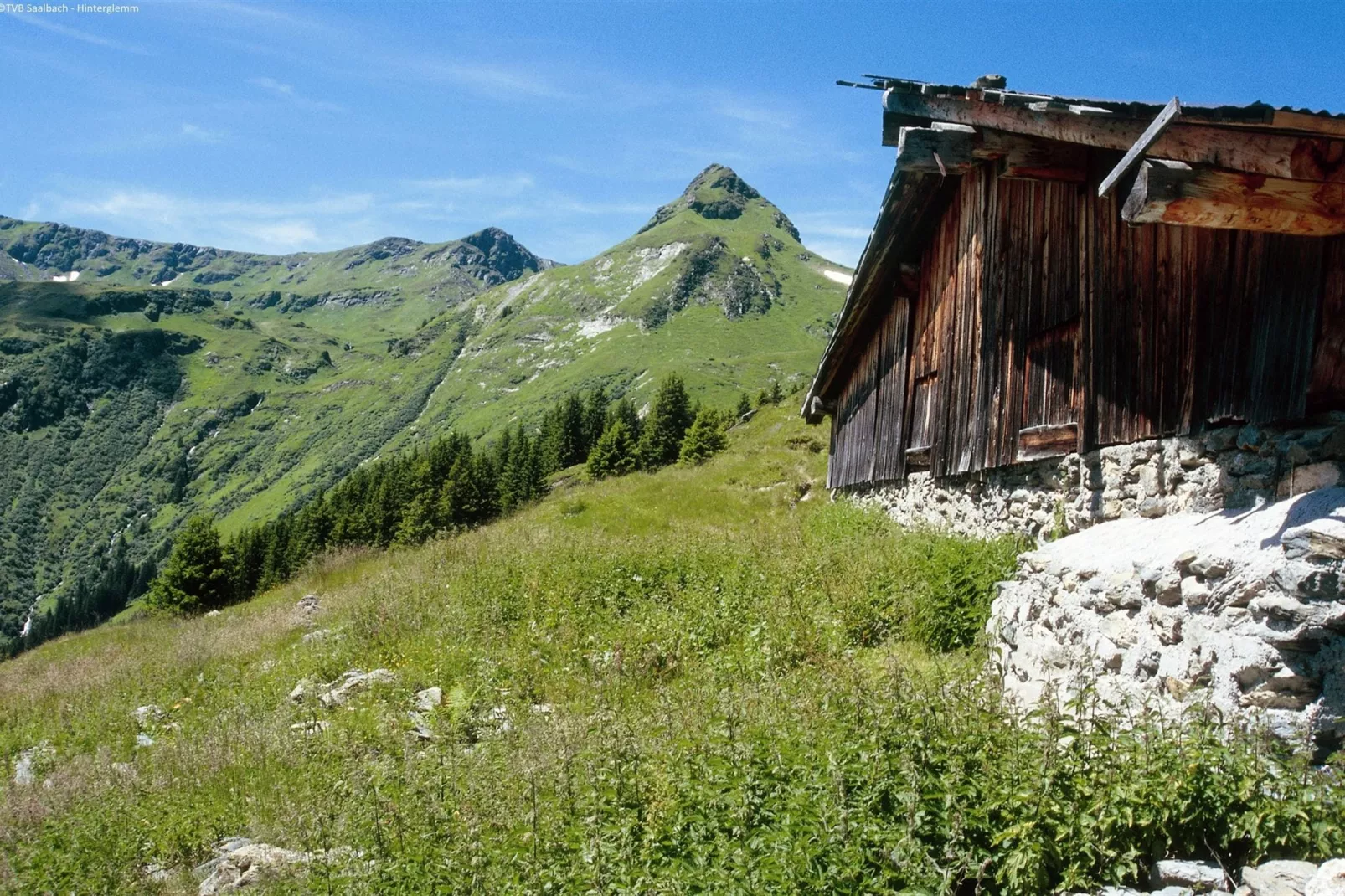 Alpensteinbock Saalbach A-Areas summer 5km