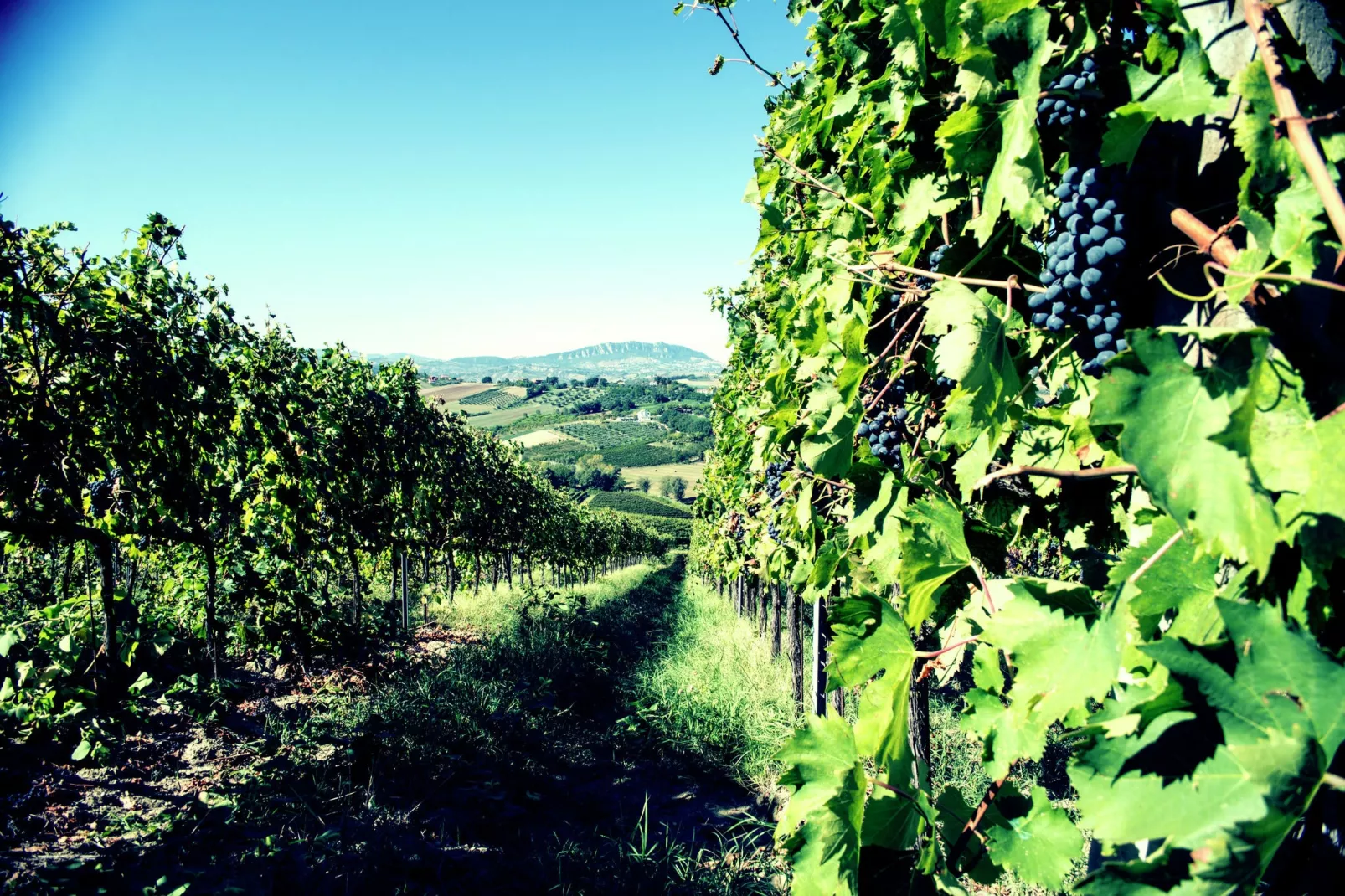 Fratello Campo-View summer