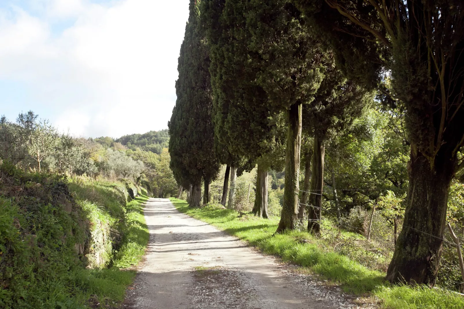 Le Olive-Areas summer 5km