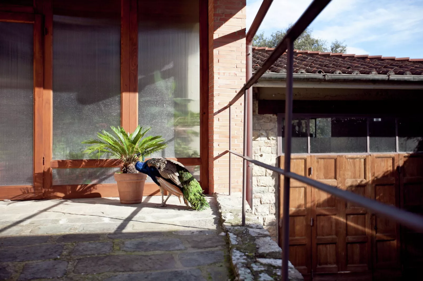Lobelia-Terrace balcony