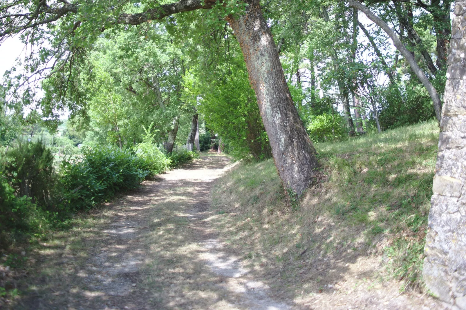 Terra Nisa-Areas summer 1km