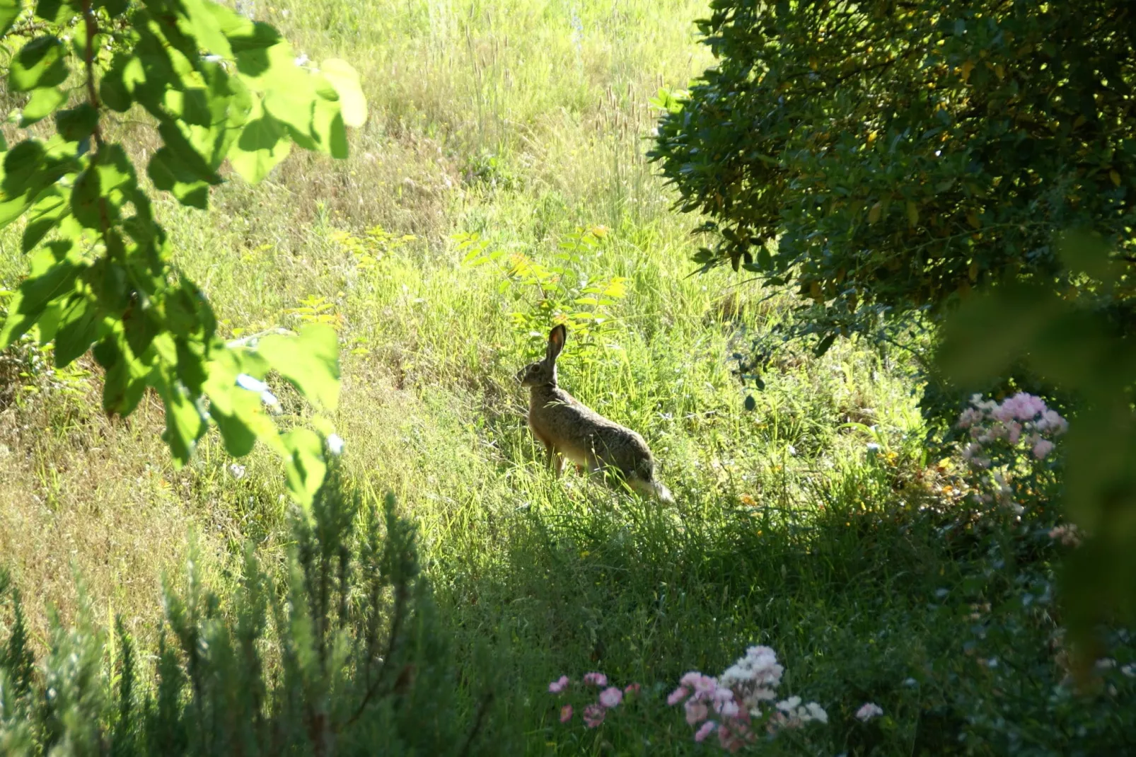 Villa Vivai-Gebiete Sommer 1 km