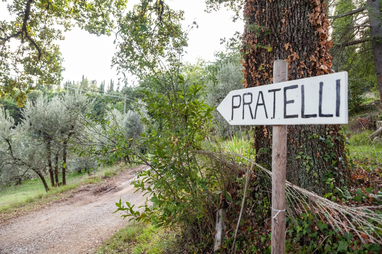 Trebbiano-Gebiete Sommer 1 km