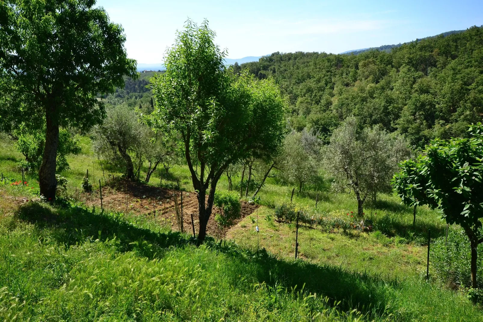 Trebbiano-Aussicht Sommer