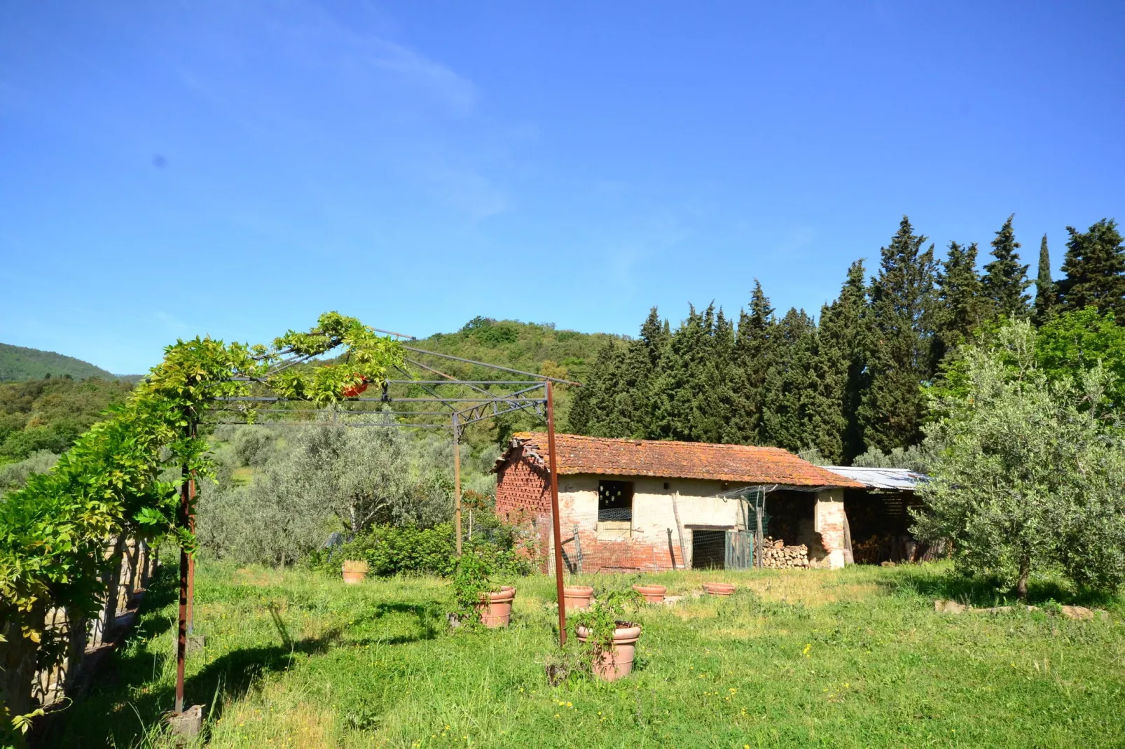Canaiolo-Gärten Sommer