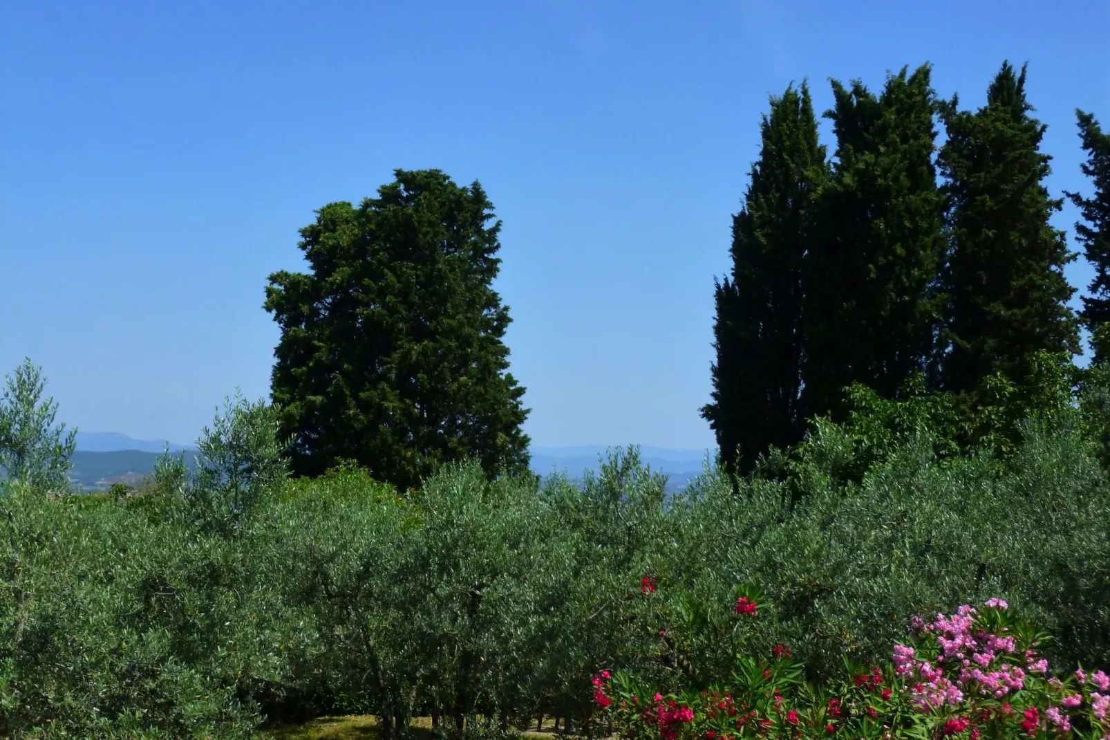 Canaiolo-Aussicht Sommer
