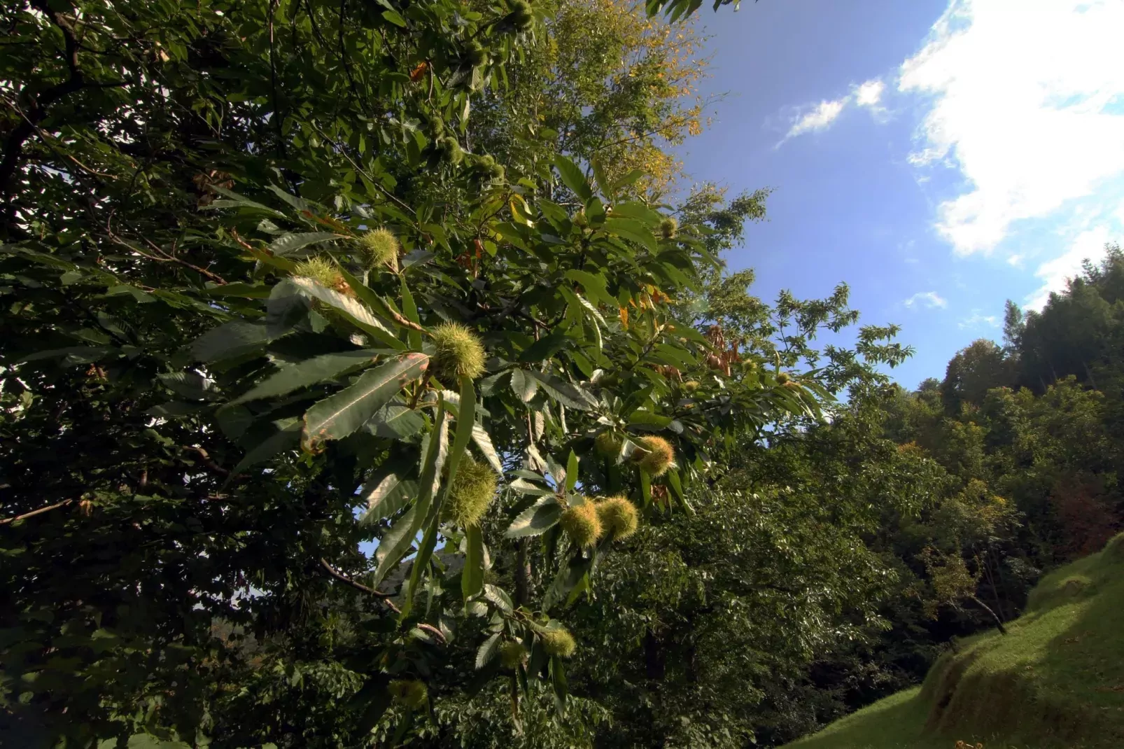 Il Cerro-Areas summer 5km