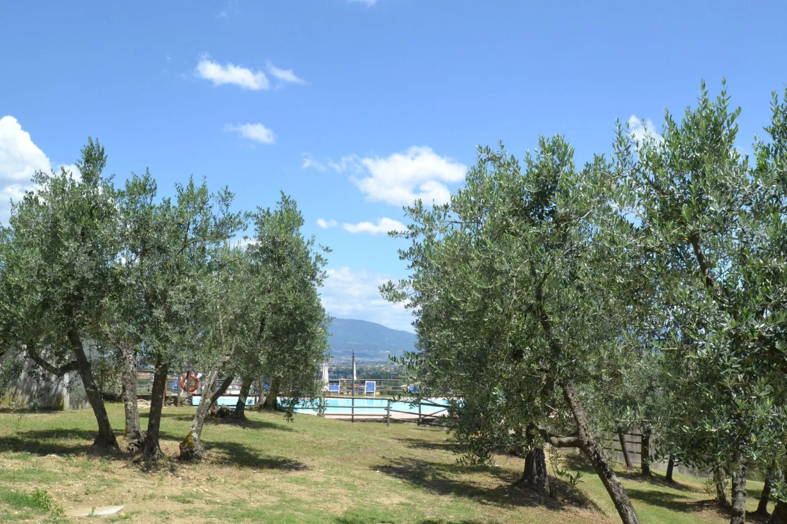 La Casa dei Due Olivi-Gardens summer