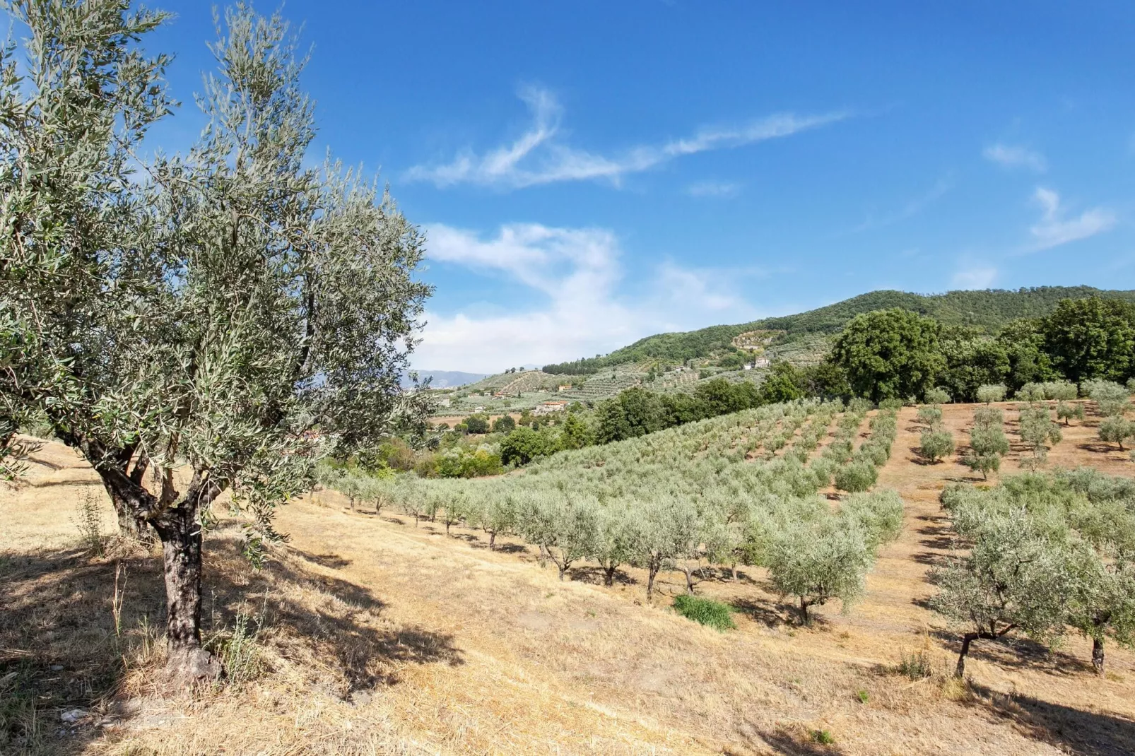 La Casa dei Due Olivi-Areas summer 5km