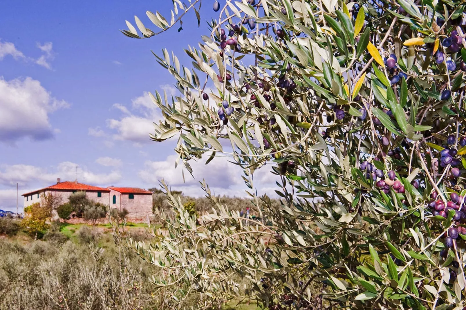 La Casa dei Due Olivi-Atmosphere