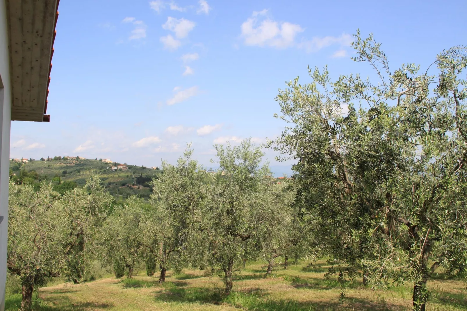 La Casa dei Cinque Olivi-View summer