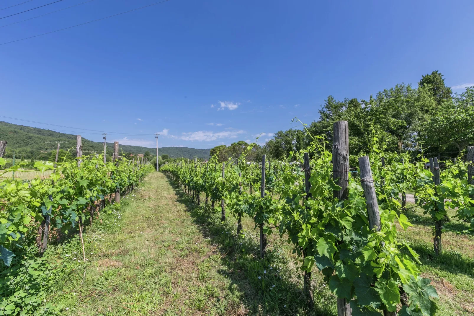 Rimacini-Areas summer 1km