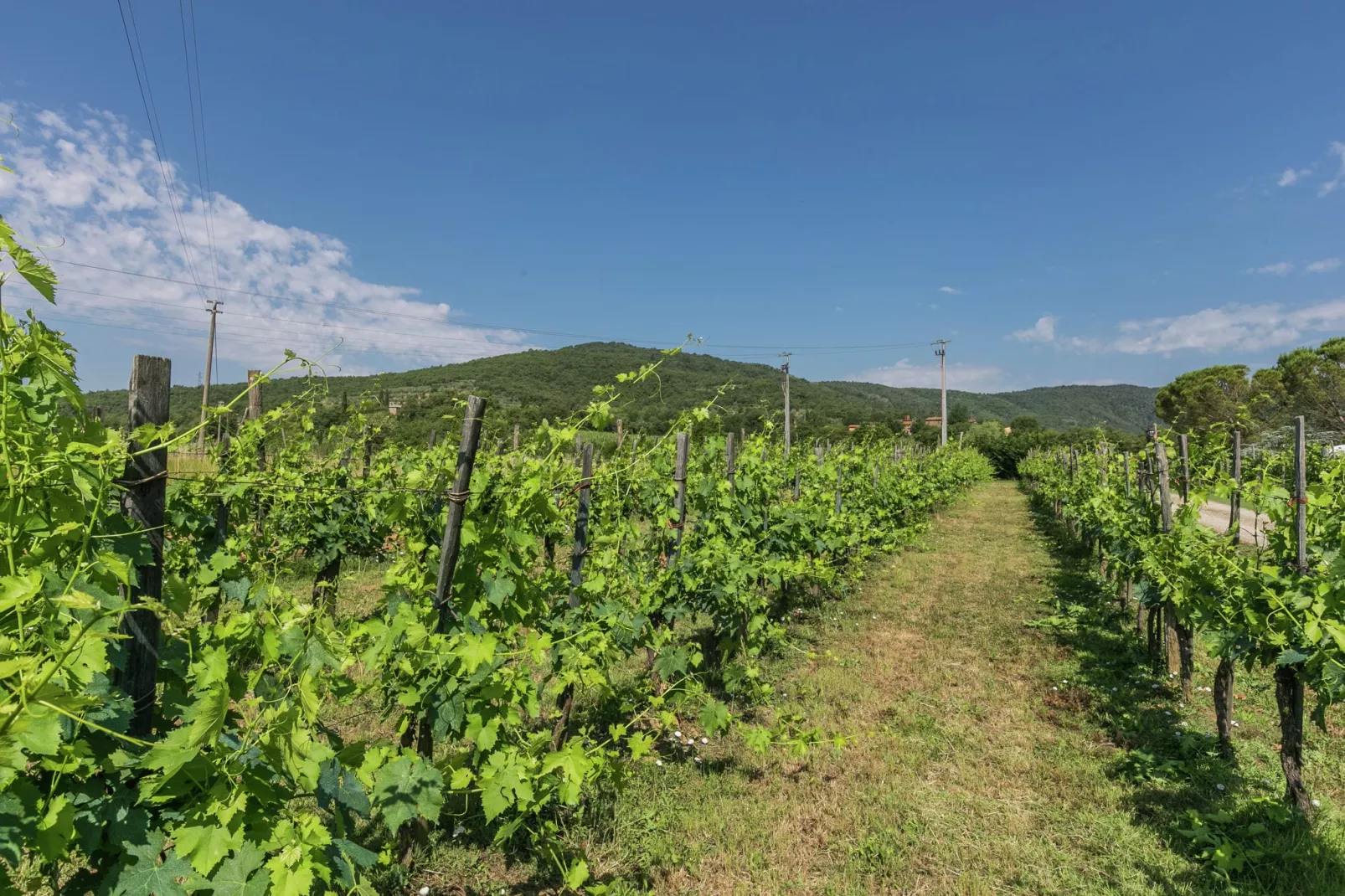 Rimacini-Areas summer 1km