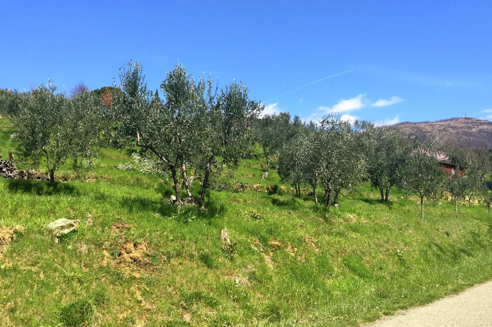 Sud-Areas summer 1km