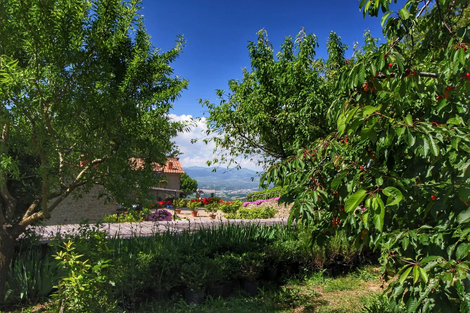 Clemacine-View summer