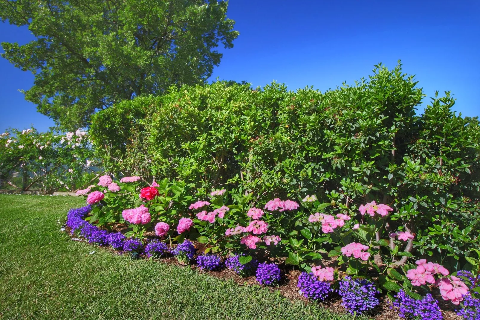 Clematilda-Gardens summer