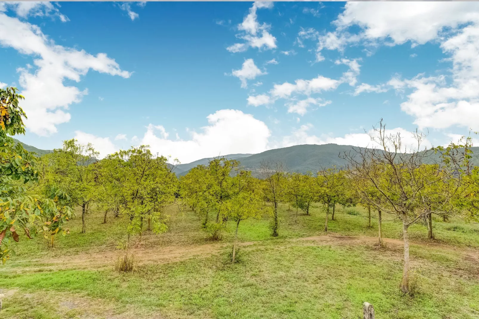 La Torre-Areas within 1km in summer