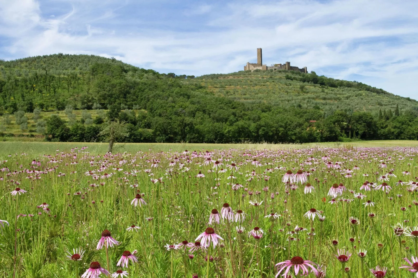 Montecchio-Areas summer 20km