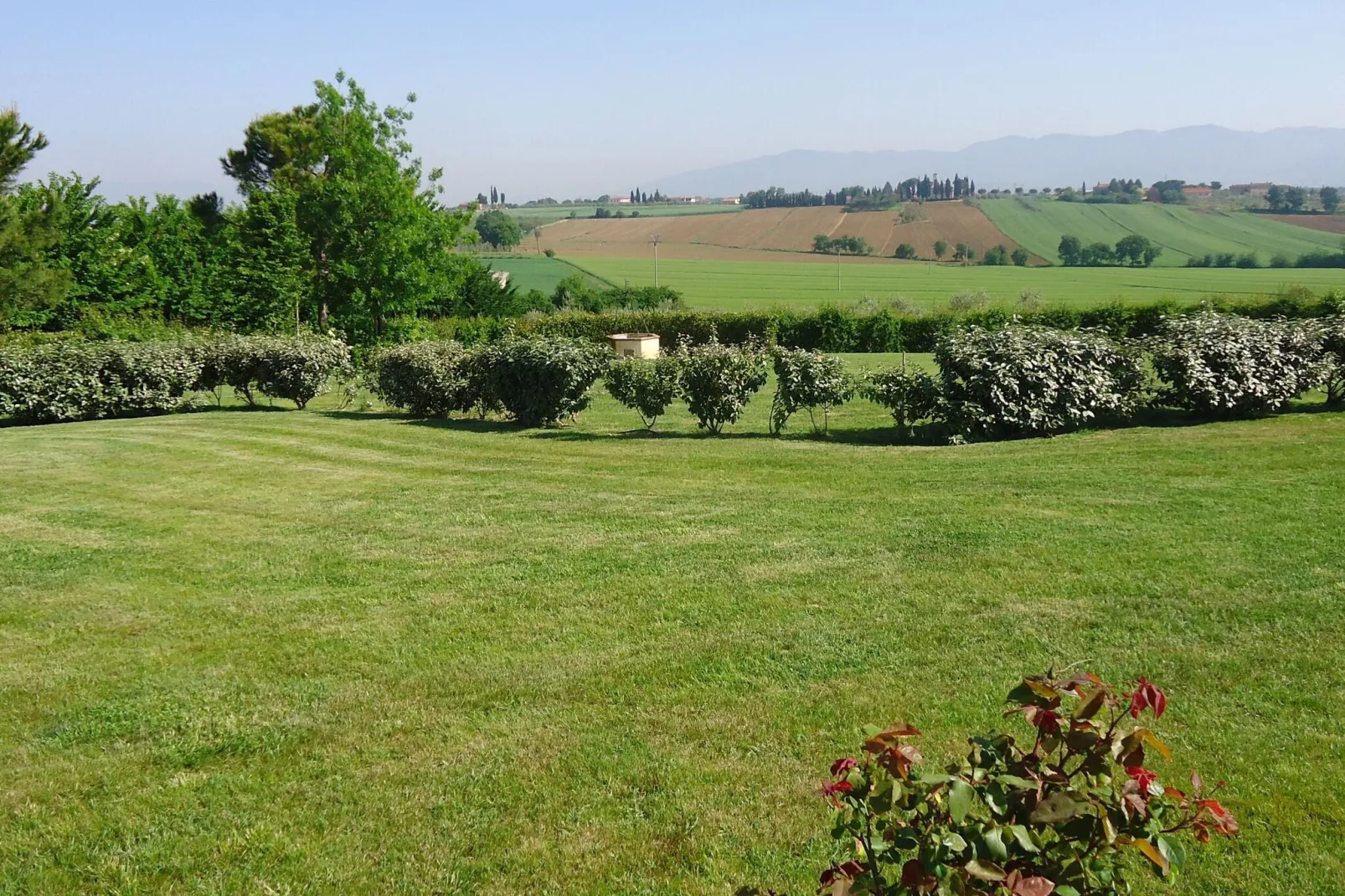 Michelangelo-View summer