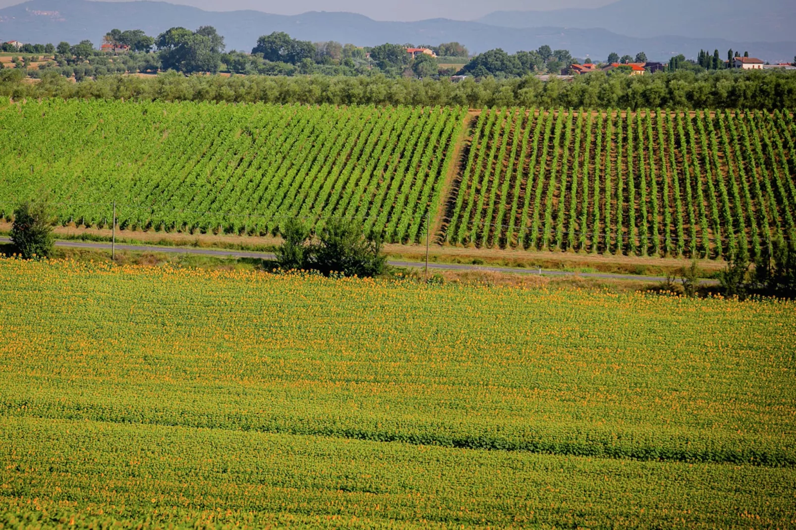 Diana-Gebiete Sommer 1 km