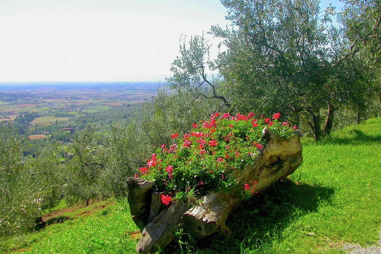 Leccio Lauro Quattro-View summer