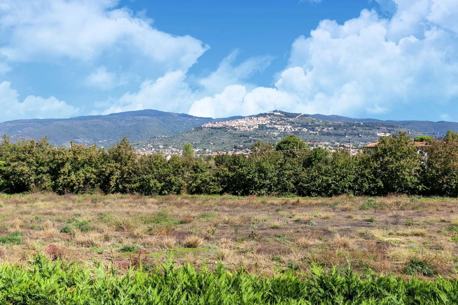 Ippocastano-Areas summer 1km