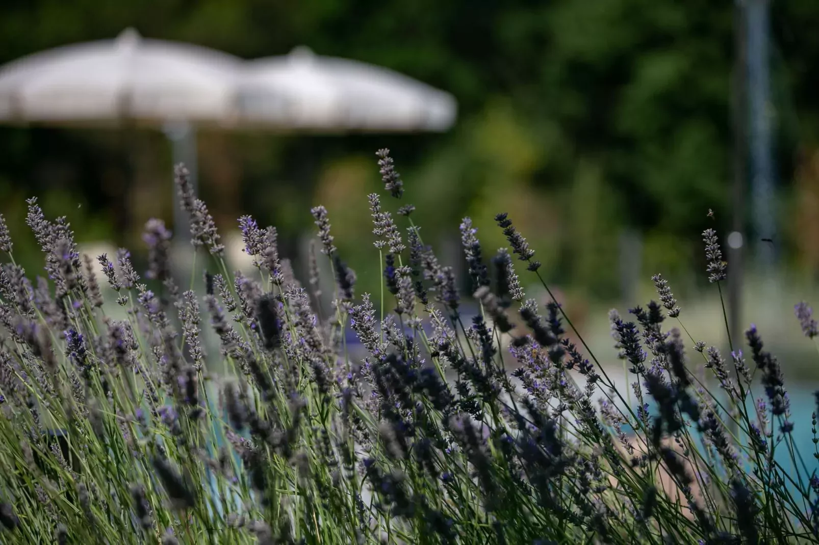 Villa Severina Dieci-Atmosphere