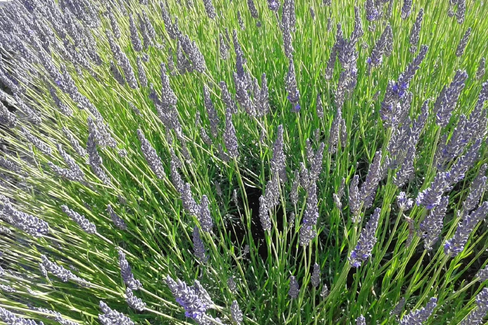 Gite - SAINT PONS-Ambiente