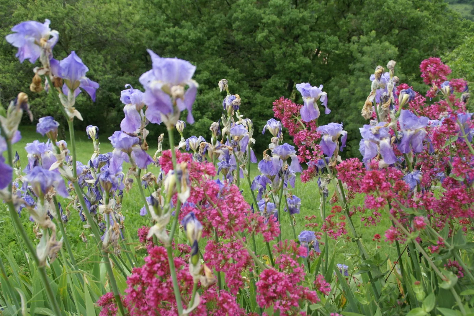 Maison de village-Gardens summer