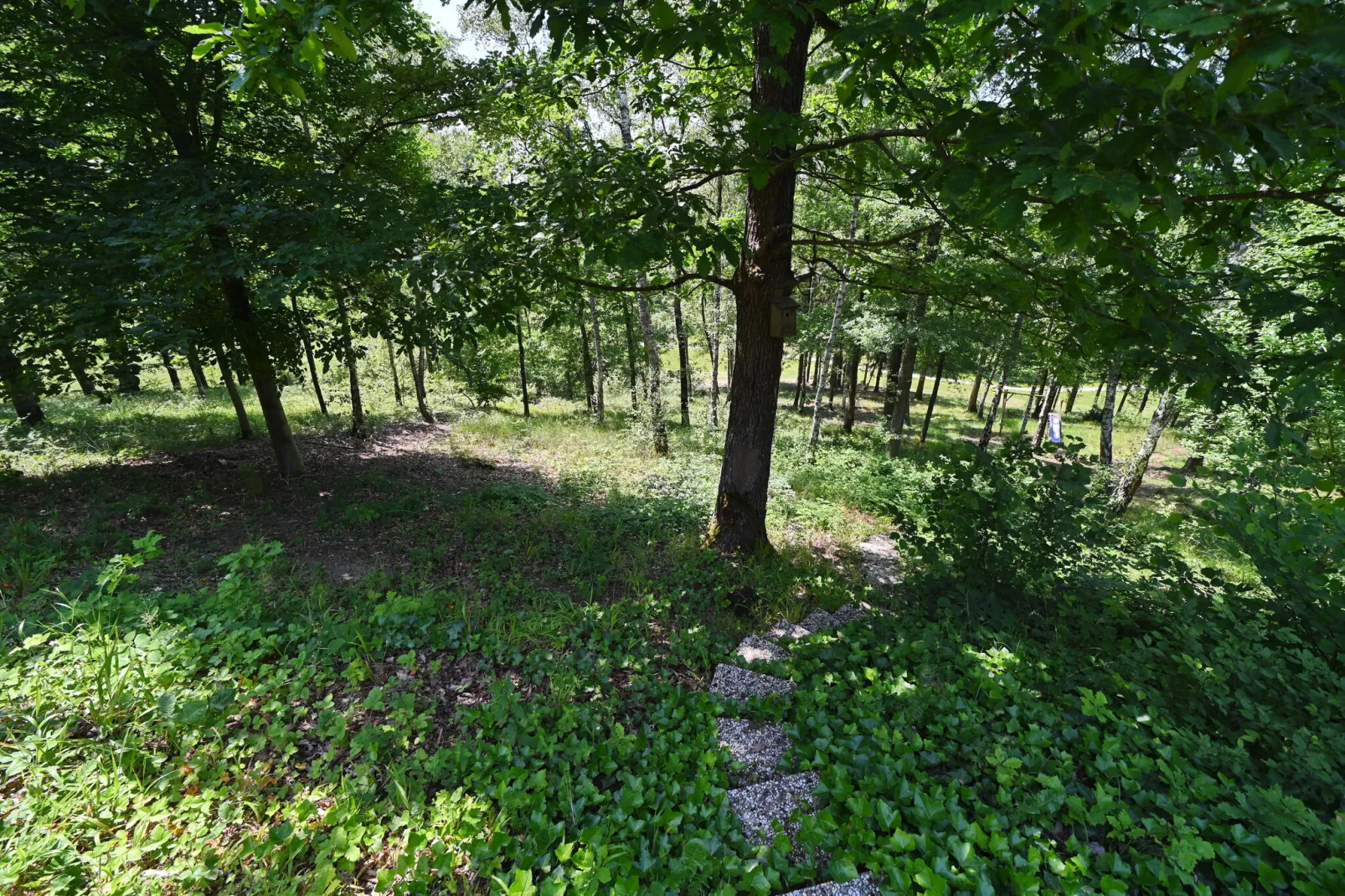 Chateau Angelus-Areas summer 1km