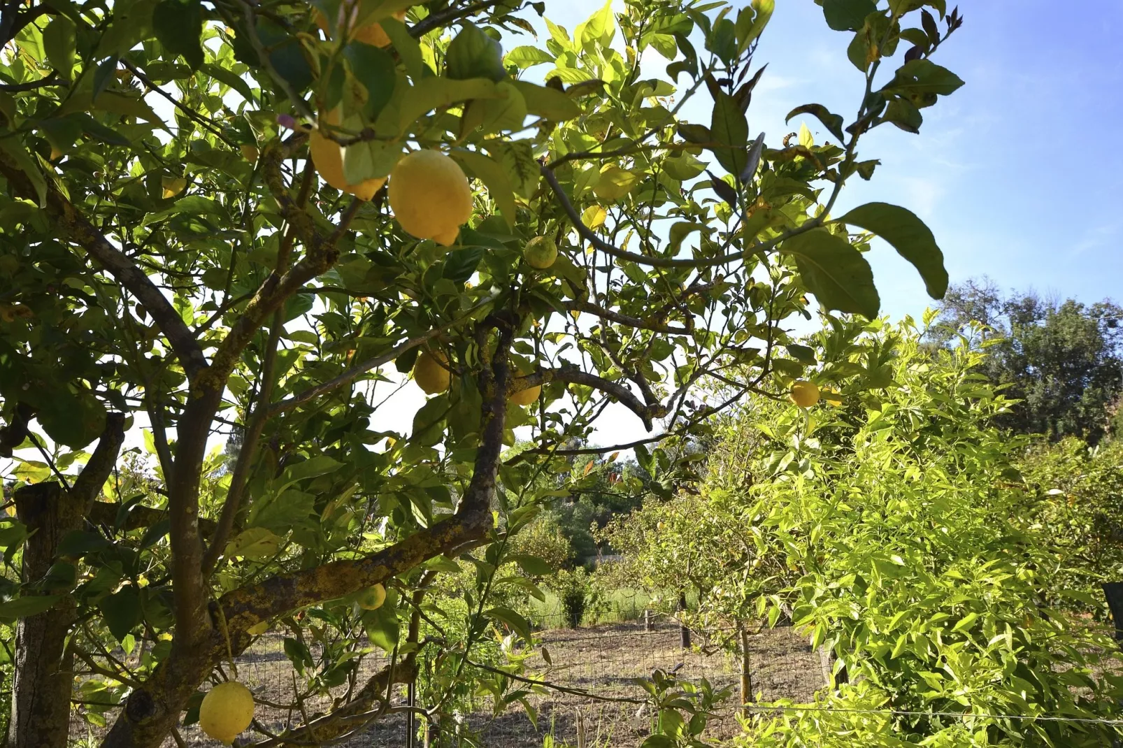 Casa del Limoneto Noto Marina-Ambiance