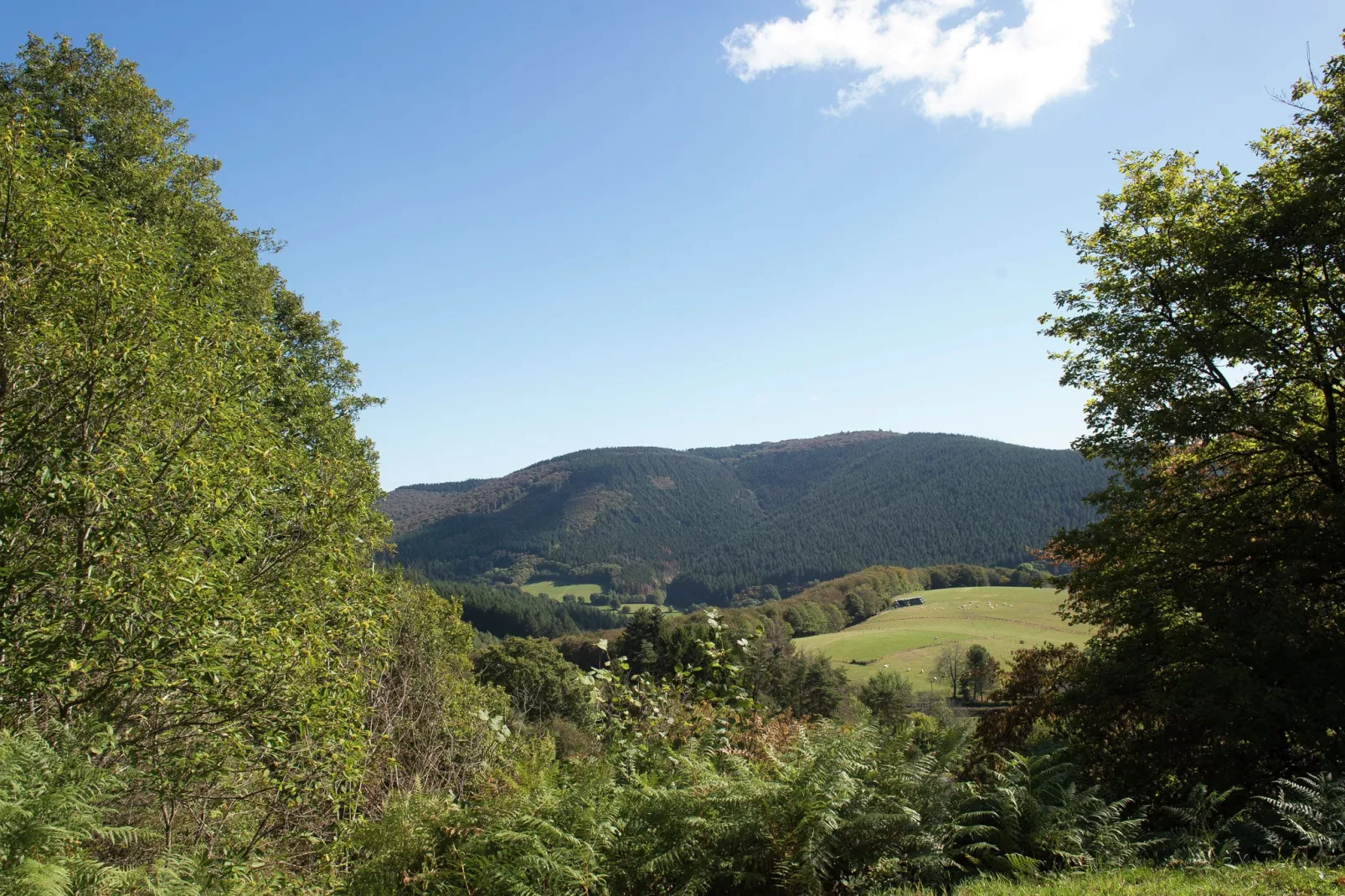 Ste Odile-Areas summer 5km