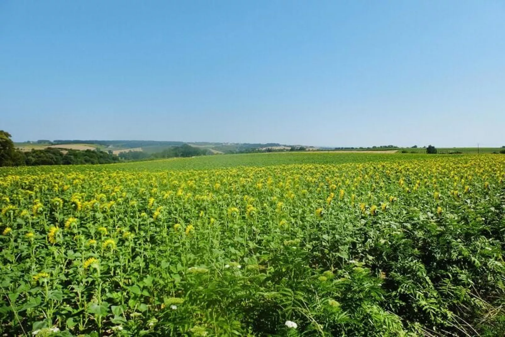 Holiday home Chenac-St-Seurin-d'Uzet-Areas summer 1km