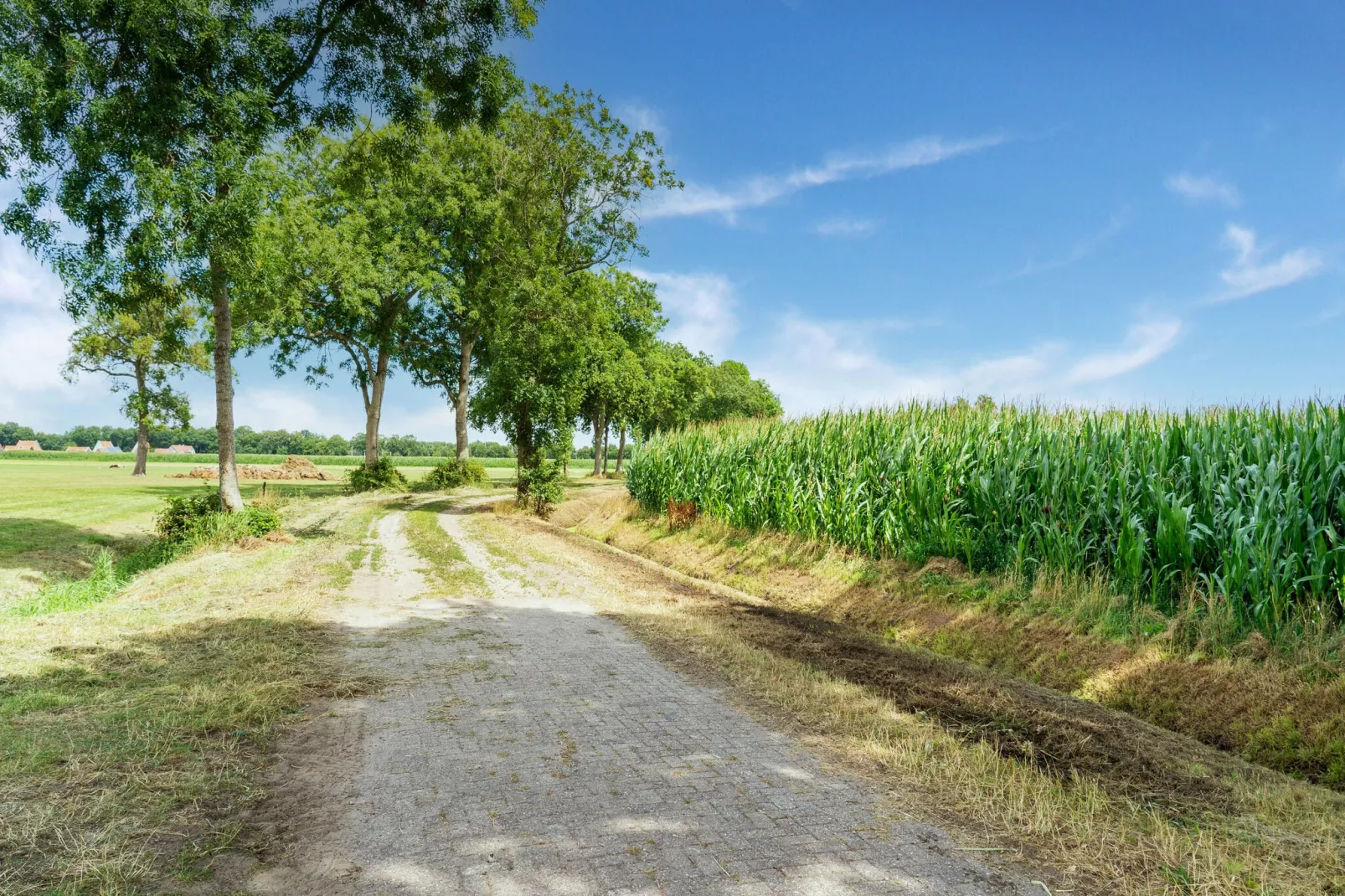 Woonboerderij in Staphorst voor 6 personen-Areas summer 5km