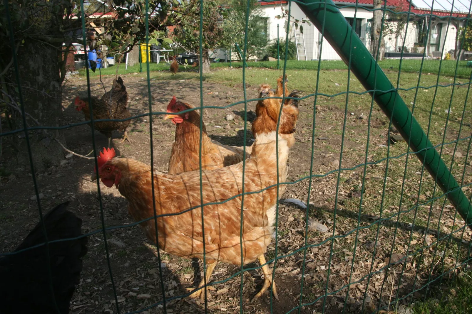 Ferienzimmer im Landhaus bei Kühlungsborn-Gardens summer