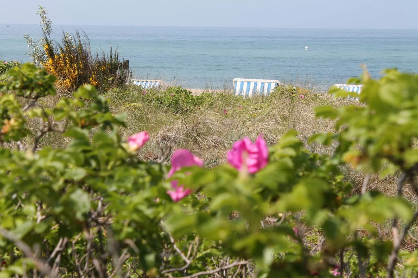 Wiesenblick-Ambiance