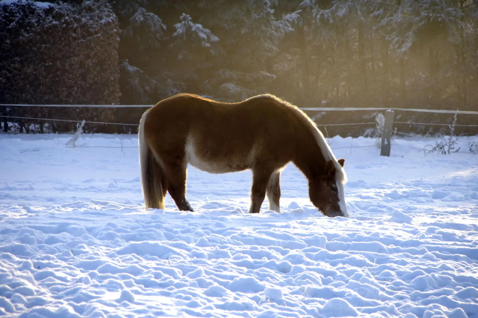 Sommerrose-Area winter 1km