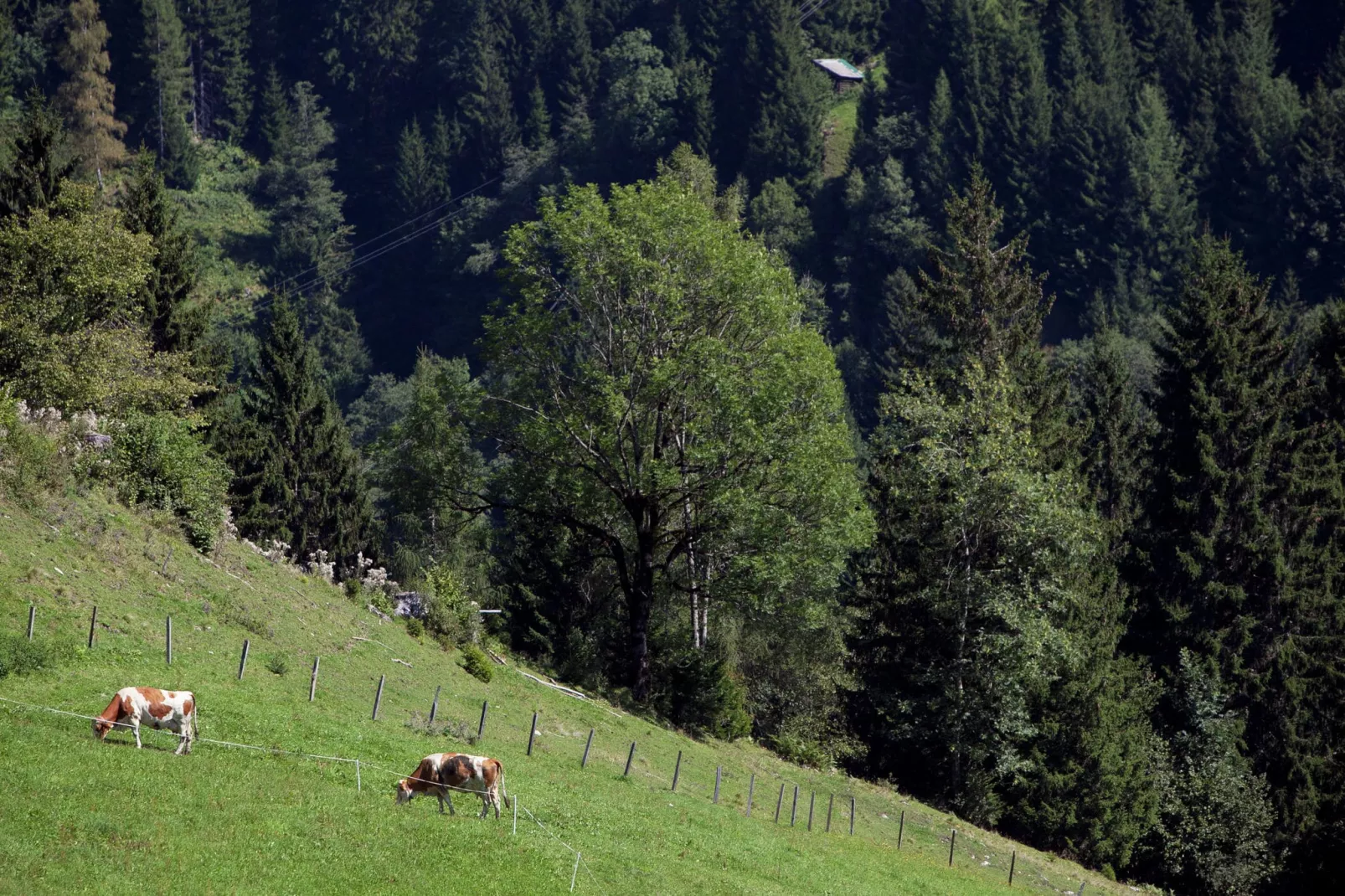 Durchholzhof-Garten Sommer