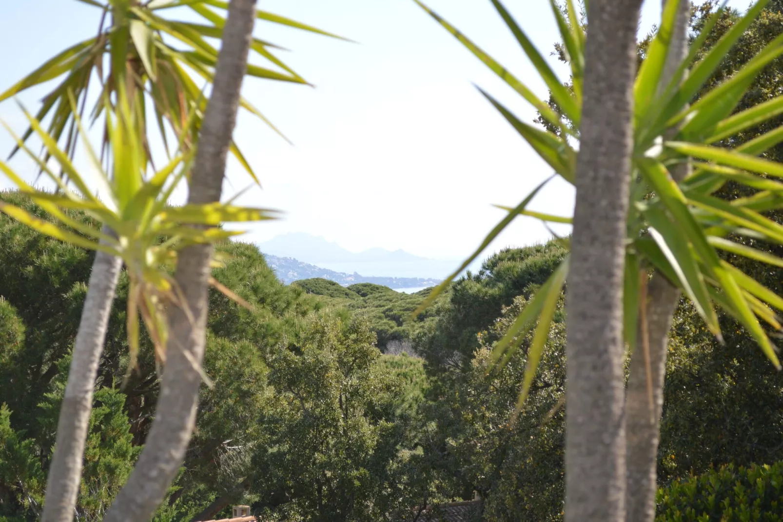 Bellevue-View in summer