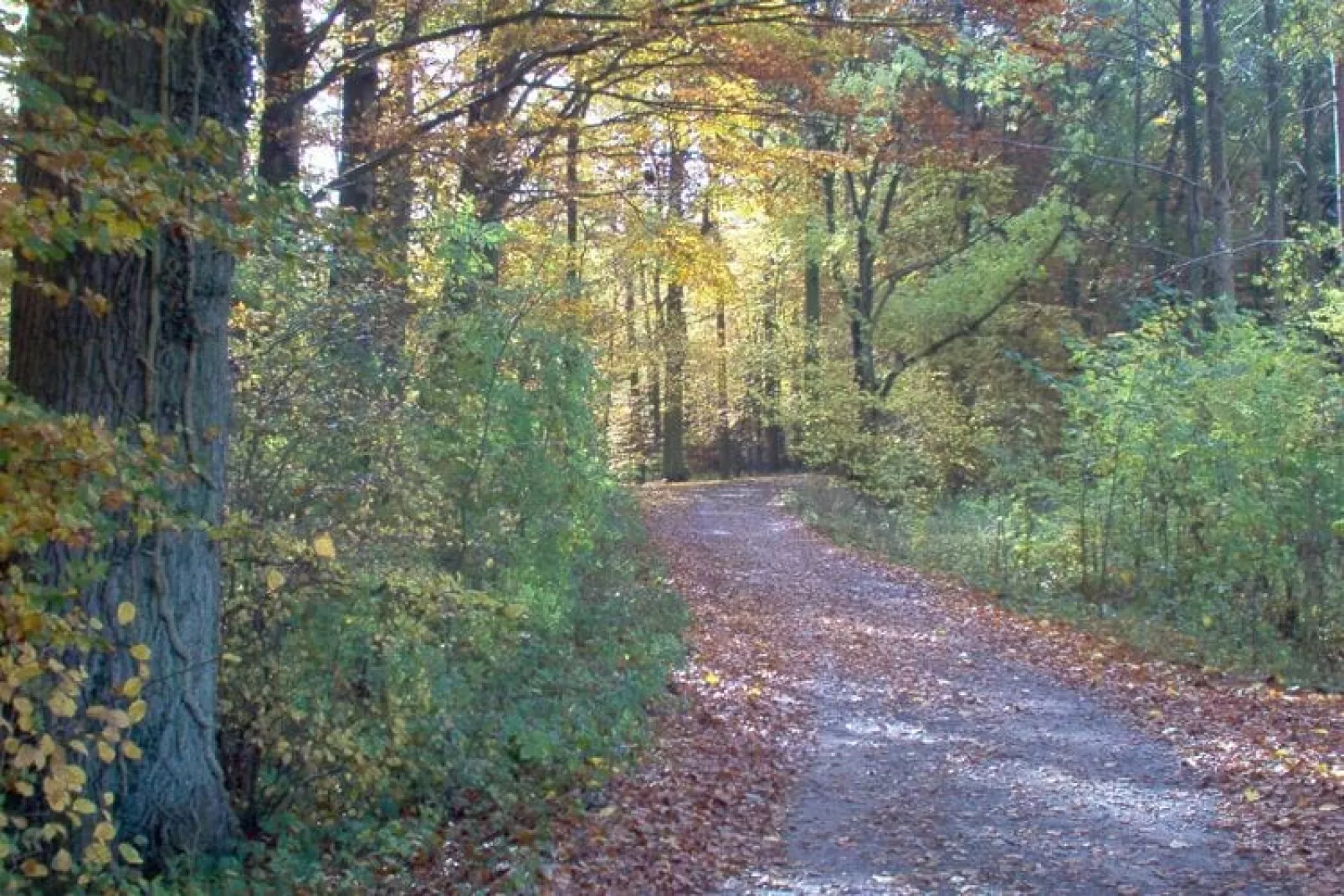 Ferienwohnung am Wald / Büdnerreihe-Area winter 1km