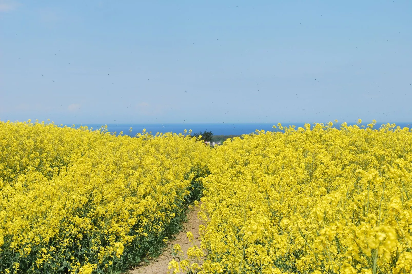 Am Hellbach-Areas summer 5km