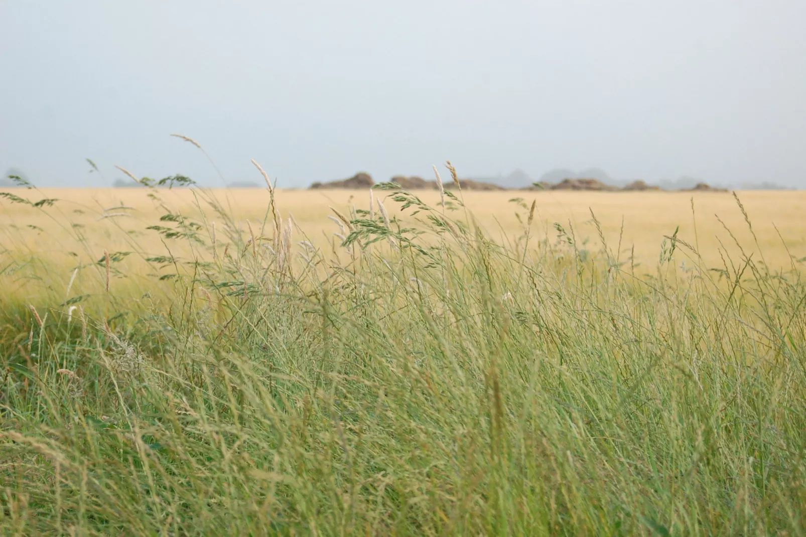 Kustpark Texel 13-Areas summer 5km