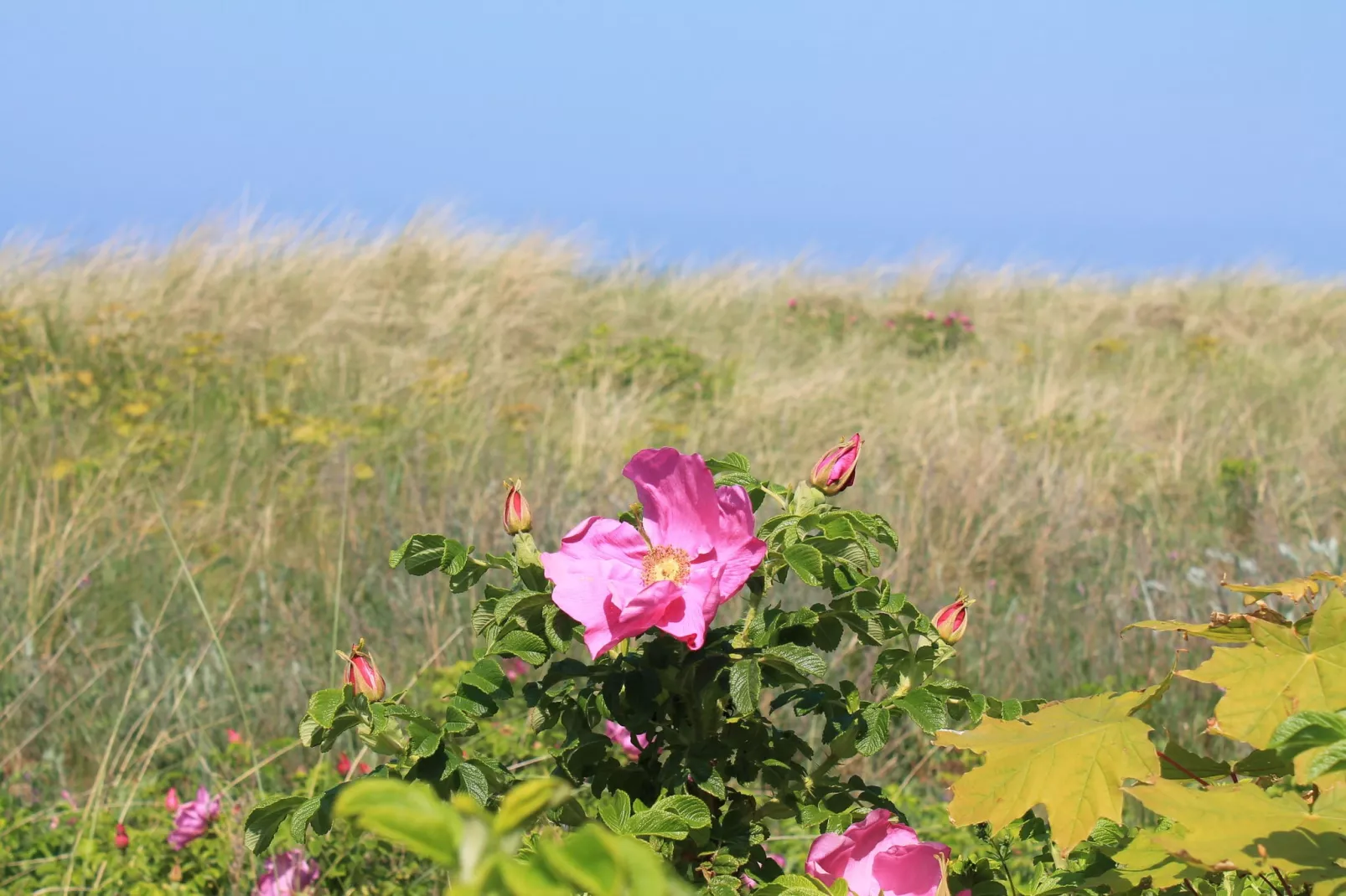 An der Allee-Areas summer 20km