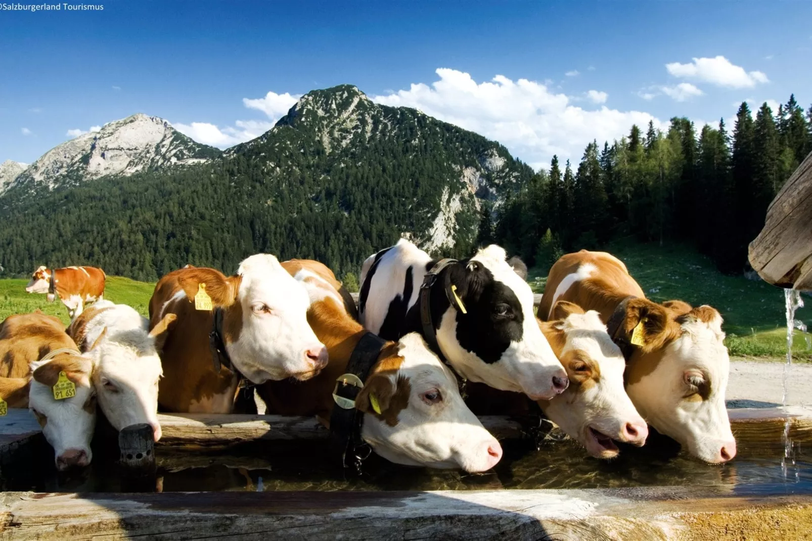 Chalet Mayr XL-Areas summer 5km