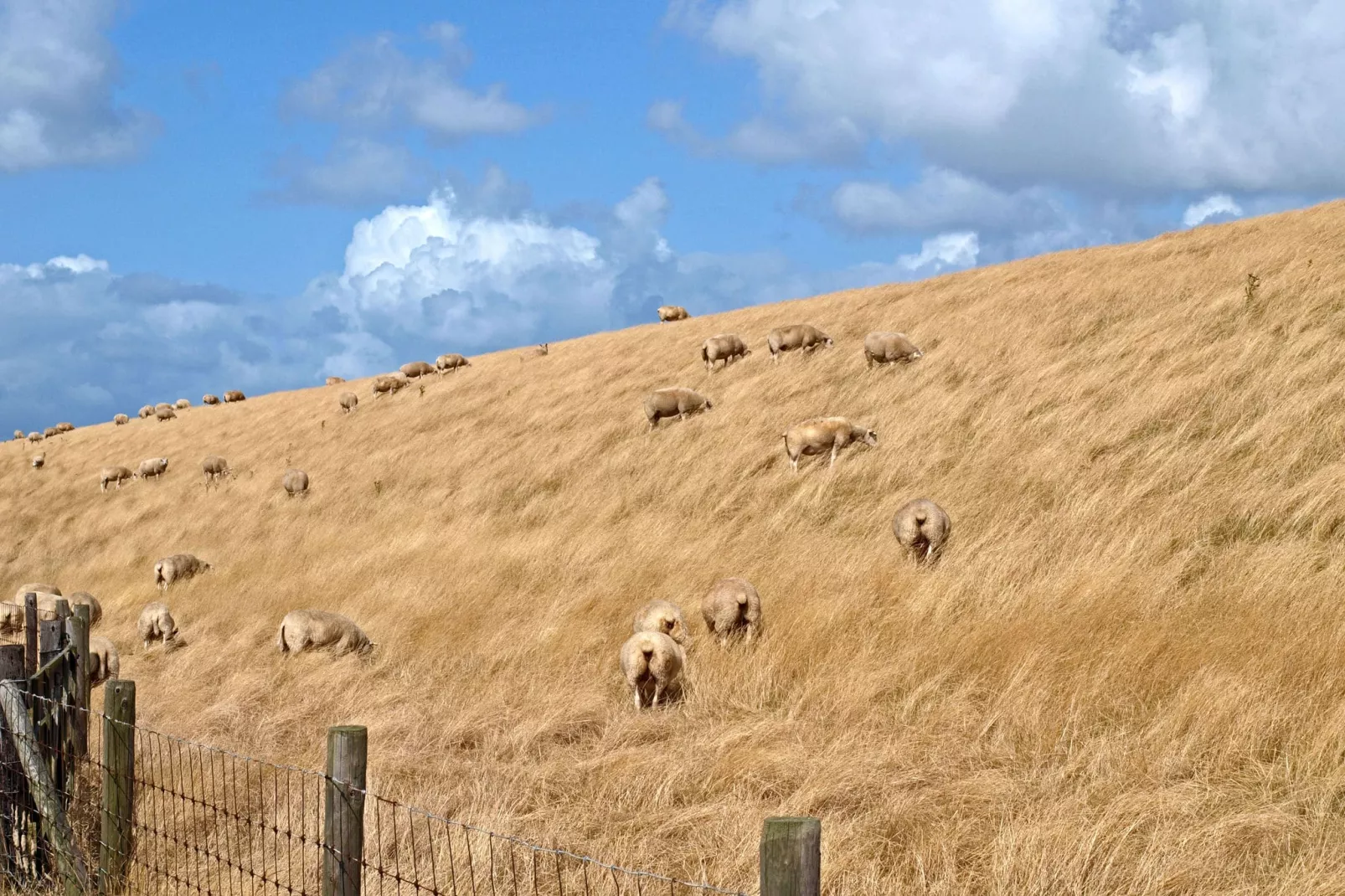 Kustpark Texel 4-Areas summer 5km