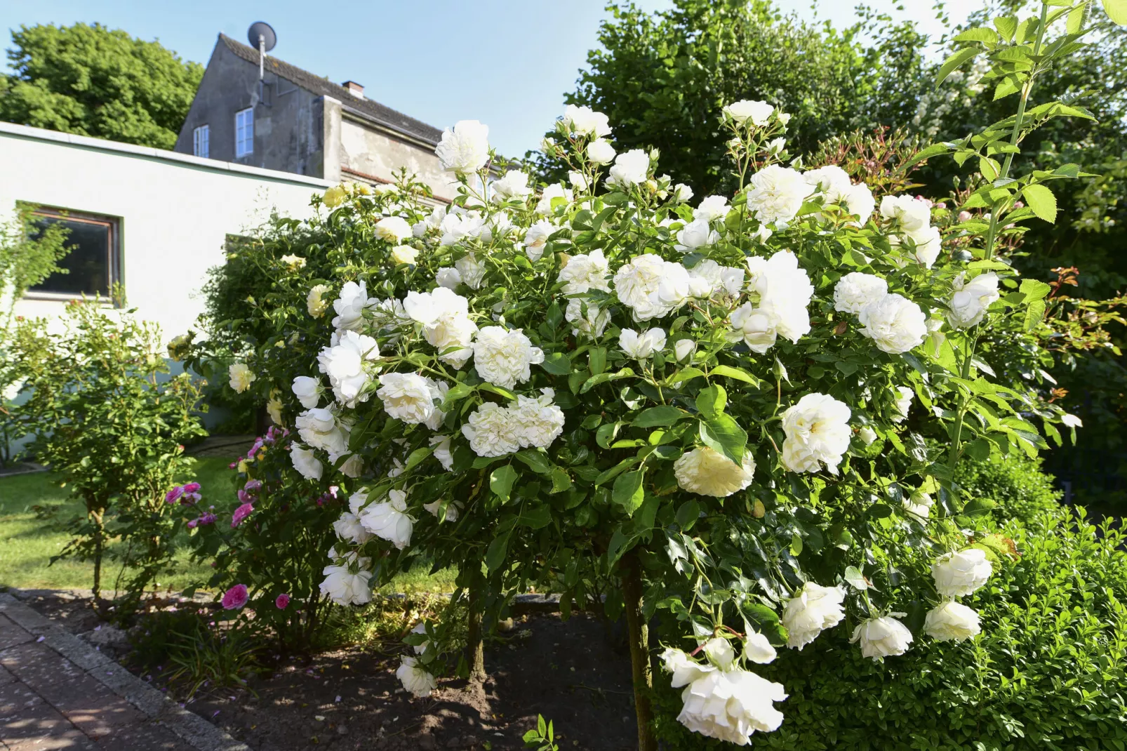 Ferienwohnung in Wyk Boldixum - 4 Pers-Gardens summer