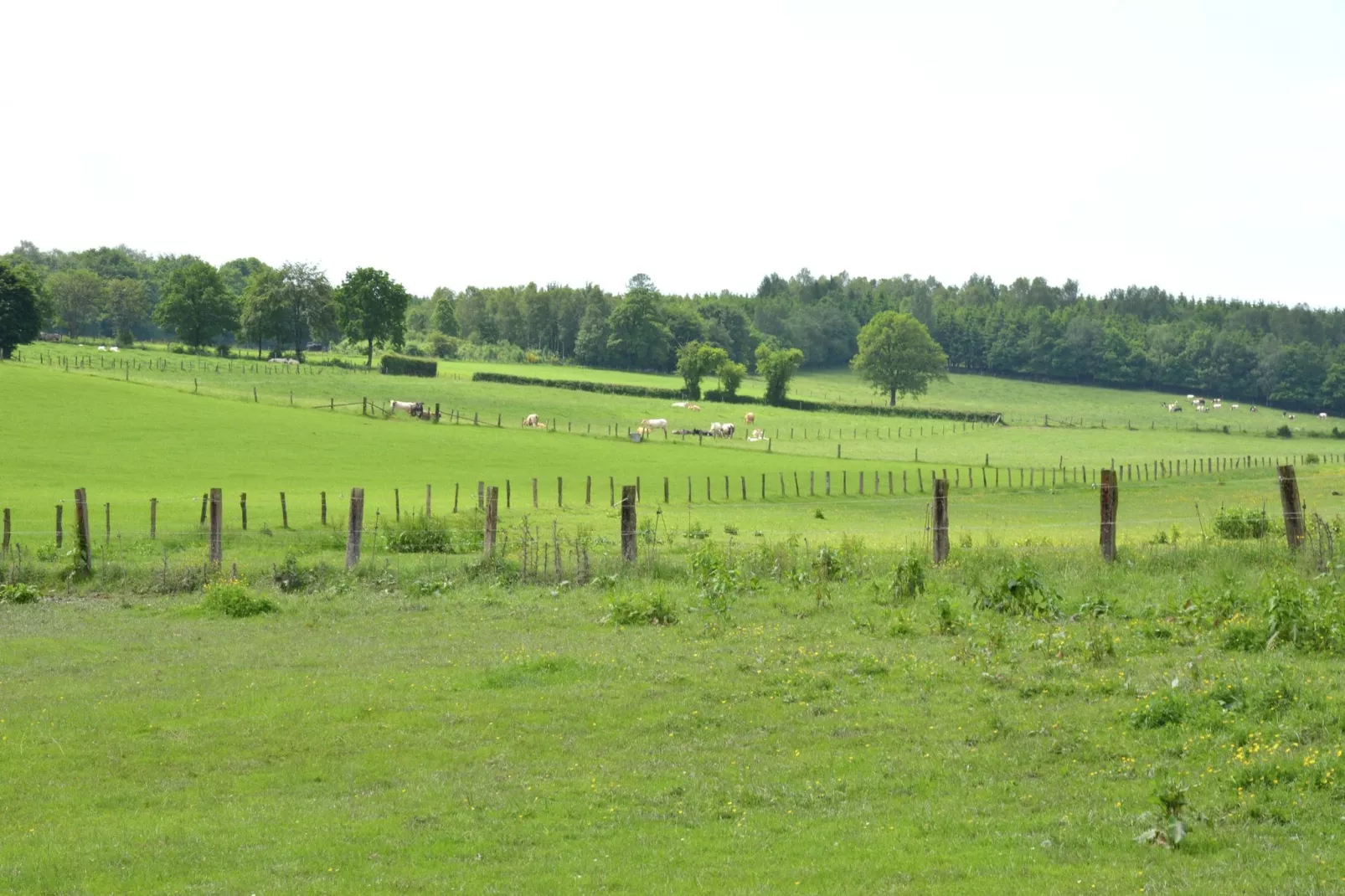 Coeur de Boeur-Areas summer 1km