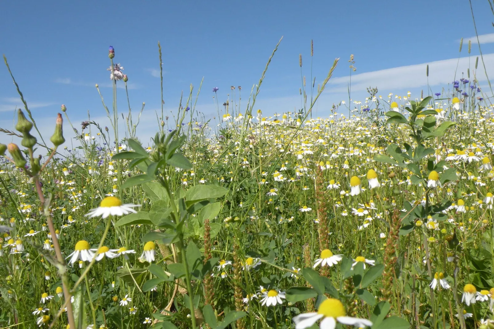La Grange de Lesse-Zones d'été à 1 km