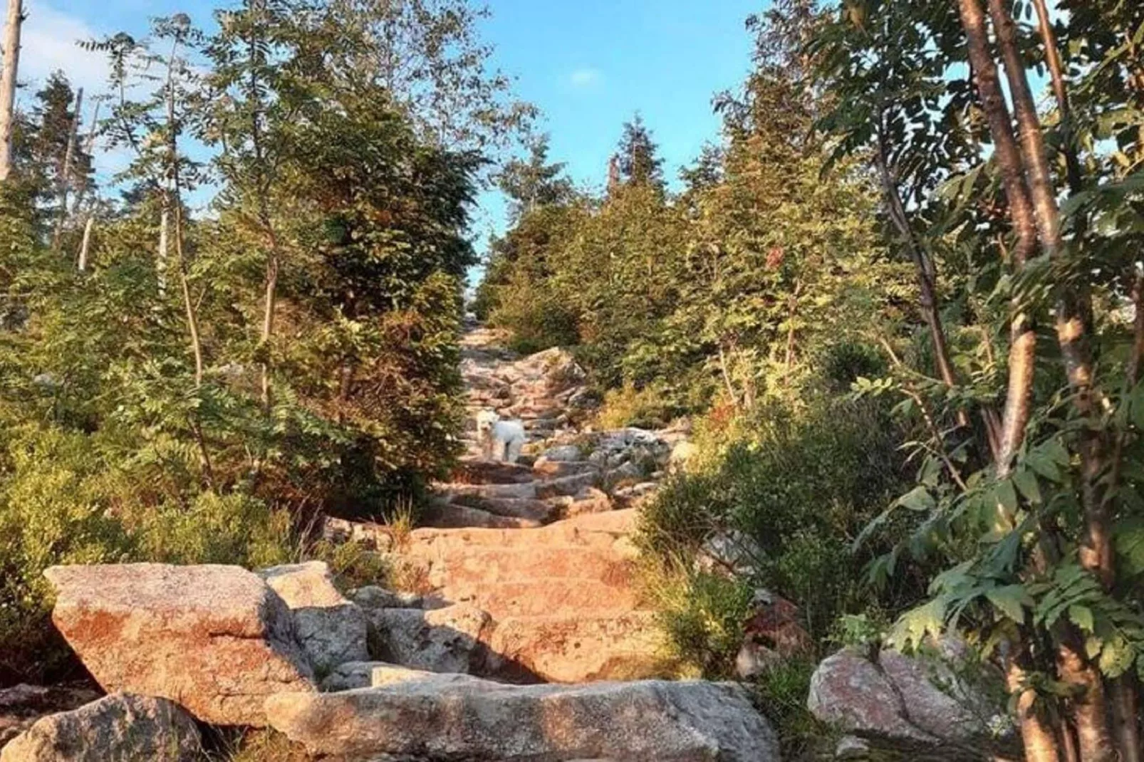 Im Bayerischen Wald-Areas within 1km in summer