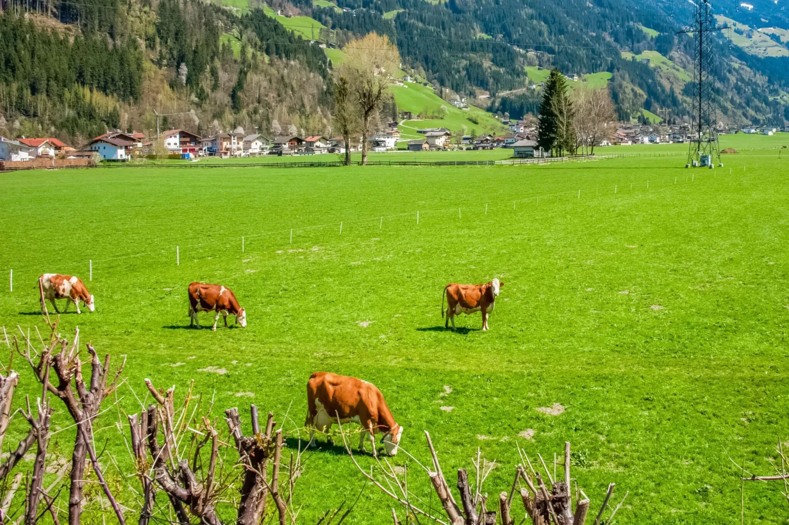 Apartment Bergblick-Areas summer 1km